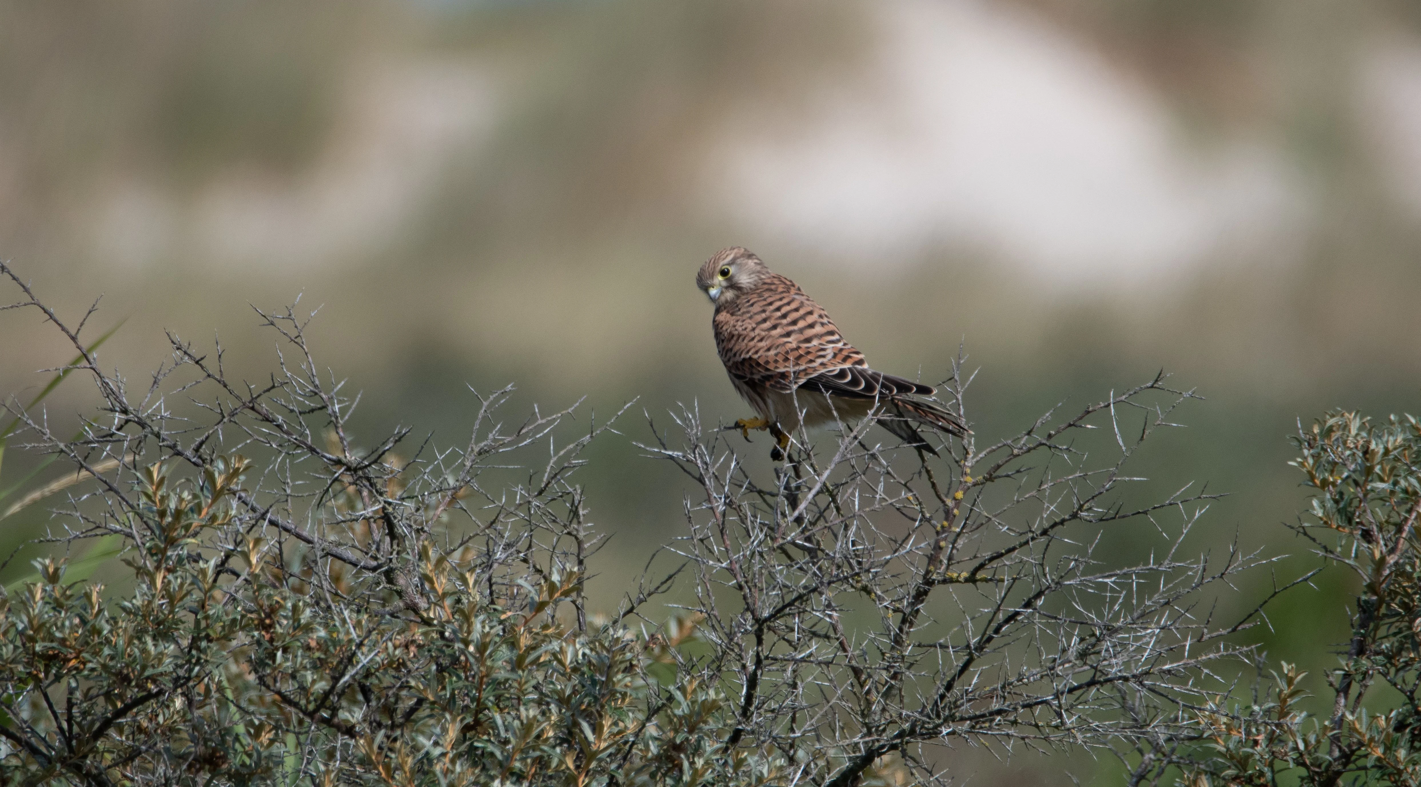 Common Kestrel perched among bare branches